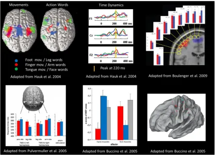 Figure 21 Review of some of the major results of the embodied perspective. Data from fMRI, M/EEG, and TMS converge in indicating that the same areas activated by motor tasks are recruited during semantic processing, in a somatotopic fashion