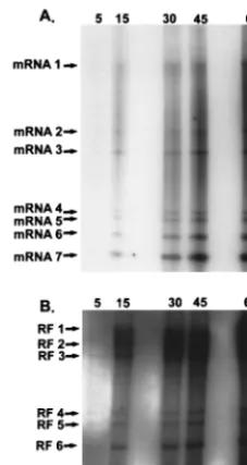 FIG. 3. MHV mRNA and RF RNA synthesis during MHV infection. Cul-tures of 17CL1 cells were infected with MHV-A59 at an MOI of 10 for 1 h