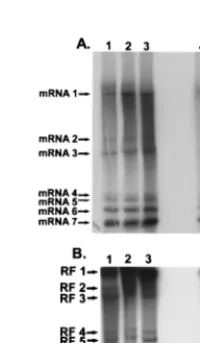FIG. 5. Saturation kinetics of full-length and subgenomic-length RF RNAs.Radiolabeling kinetics of the MHV viral mRNAs and RF RNAs 1 and 7 were