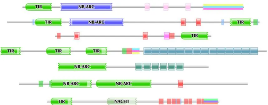 Figure 3: A collection of domains in genes. Unlabeled blocks are different types of LRRs