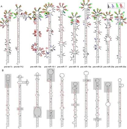 Figure 6: Experimentally determined and predicted structures of 10 microRNA precursors.(Krol 2004) 