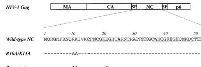 FIG. 2. Replication of HIV-1 wild type and NC mutants following transfec-tion of proviral DNAs into the Jurkat T-cell line