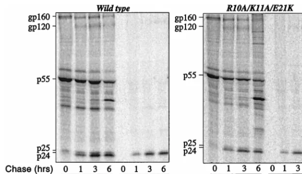 Table 1) (17a, 60). The presence of the second-site mutation(R10A/K11A/E21K) increased the amount of viral genomicRNA incorporated into virions by approximately threefold