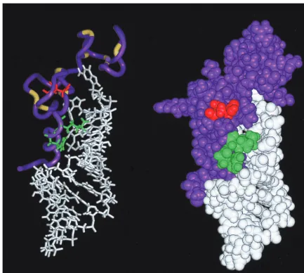 FIG. 9. Ribbon diagram (left) and space-ﬁlling image (right) of the HIV-1 NC-SL3 �-RNA complex (21)