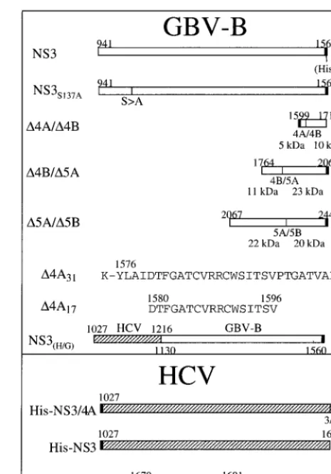 FIG. 1. Schematic illustration of various plasmid constructs and cofactorpeptides used in this study