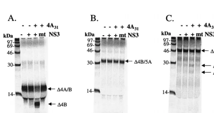 FIG. 2. Cofactor-dependent transand puriﬁed GBV-B protease were incubated in the presence or absence of 20of GBV-B protease were 250 nM for NS4A/4B and 5were translated as described in Materials and Methods: NS4A/NS4B ( cleavage activity of GBV-B NS3 prote