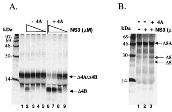 FIG. 4. Cofactor-dependent transGBV-B NS 5A/5B as the substrate. HCV NS3 protease at 10Puriﬁed HCV full-length NS3 protease was mixed with translated substrate in the presence or absence of 100concentrations of protease were tested in this assay (indicated