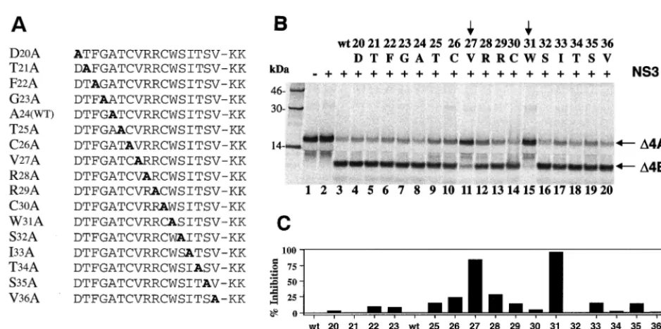 FIG. 7. Cofactor activity of alanine-substituted GBV-B NS4A peptides (�residue shown in boldface