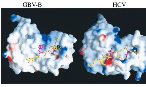 FIG. 9. HCV protease and GBV-B RNA helicase activities of the chimeric NS3 protein. (A) Protease activity