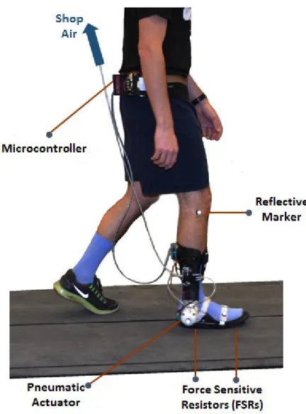 Figure 3 Subject walking with Portable Powered Ankle Foot Orthosis (PPAFO). 