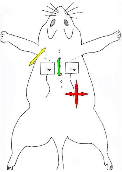Figure 1Schema of the experimental flap modelpedicled; arms on the middle (green) indicate rotations of flaps with reversed pedicled