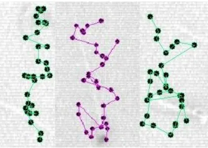 Fig. 2.  Definition of sperm tracks and related parameters. VCL, curvilinear velocity; VSL, straight-line velocity; VAP, average path velocity