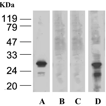 Fig. 4. Detection of specific anti-GRA2 IgG antibodies in ×