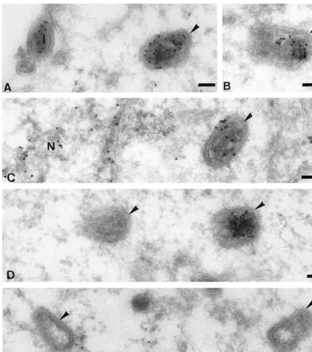 FIG. 10. Cryosections labeled with anti-DNA. (A to C and E) From cells infected for 30 min; (D and E) from cells at 90 min postinfection (all in the absence ofactD)