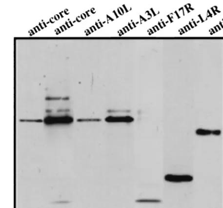 FIG. 2. Western blot showing that the anticore antibody predominantly rec-ognizes a 65-kDa band