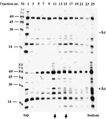 FIG. 4. by SDS-PAGE on a 15% gel, which was then processed for autoradiography. The upper panel represents gradient fractions from untreated (-ActD) cells, while thelower panel is from treated (with even and odd numbers were pooled such that, e.g., fractio