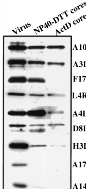 TABLE 2. Quantitation of immunolabeling on IMVs andintracellular cores with antibodies to VV coreproteins and to DNA on cryosections