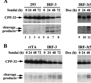 FIG. 7. CPP-32 activation in virus-infected and IRF-3(5D)-expressing cells. (A) Whole-cell extracts from 293 and DOX-induced rtTA-wtIRF-3-, and IRF-3(5D)-expressing 293 cells infected with Sendai virus (80 HAU/ml) or treated with DOX for the times indicated were subjected to SDS-PAGE and were transferred to