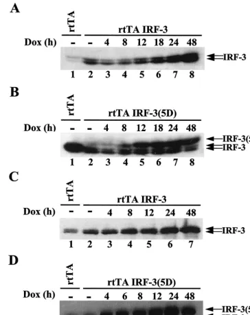 FIG. 2. Inducible expression of IRF-3 and IRF-3(5D). Whole-cell extracts (20 �rtTA-293 wtIRF-3 (A), rtTA-293 IRF-3(5D) (B), rtTA-Jurkat wtIRF-3 (C), and rtTA-Jurkat IRF-3(5D) (D) cells were induced with DOX (1were analyzed for IRF-3 expression by immunoblo
