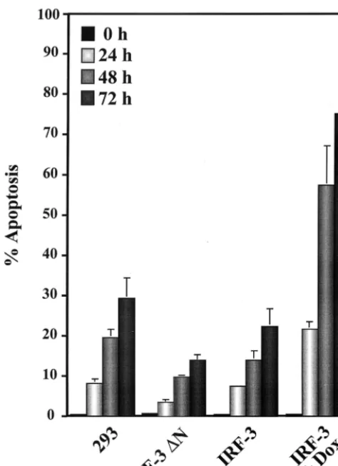 FIG. 5. Inhibition of virus-induced apoptosis. Control 293 and 293 IRF-3N-expressing cells were left untreated or were infected with Sendai virus (80