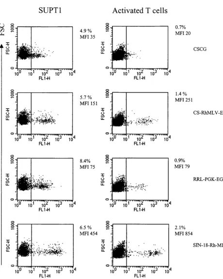 FIG. 7. Further enhancement of EGFP expression by the Rh-MLV LTR and the partial gagfor CSCG, CS-RhMLV-E, and SIN18-Rh-MLV-E and 1/10CSCG (MOI, 1.25), CS-Rh-MLV-E (MOI, 1.25), RRL-PGK-EGFP-SIN18 (MOI, 0.75), and SIN-18-Rh-MLV-E (MOI, 1.5) were used