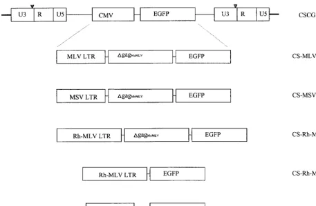 Table 1). We compared the EGFP expression of our CS-MLV-E vector to that of CSCG and SR�LEGFP