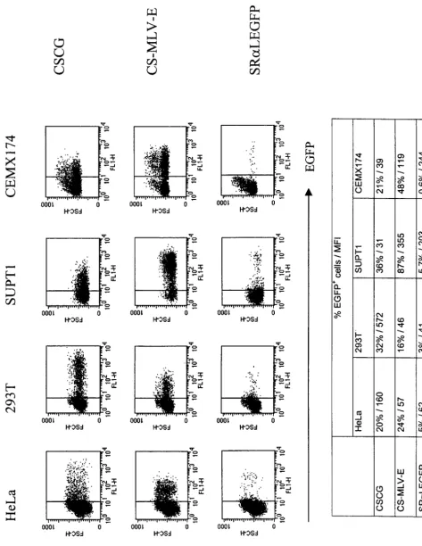 FIG. 3. EGFP expression of CS-MLV-E in lymphoid- and non-lymphoid-cell lines. Lymphoid cells (SUPT1 and CEMX174) and non-lymphoid cells (HeLa and 293T) were infected by unconcentrated IU/ml; MOI, 0.05)