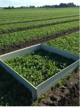 Figure 2. One replicate in the field was 1 m 2  of harvested leaves, marked by  the frame
