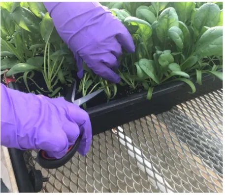Figure  4. Harvest of the leaves in the greenhouse using sterile scissors. 