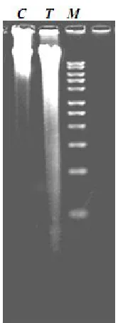 Fig. 4. Agarose gel electrophoresis of DNA from untreated (C), treated (T) MCF-7 as well as a 1 Kb DNA marker (M).