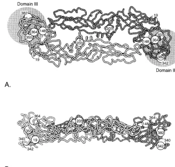FIG. 2. Three-dimensional model of the DEN E protein, based on the crystal structure of the soluble portion of the E protein of central European tick-borneencephalitis virus as determined by Rey et al