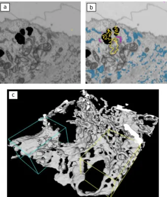Fig. 4. Segmentation of the peripheral endoplasmic reticulum from FIB–SEM image stacks by the carving workflow