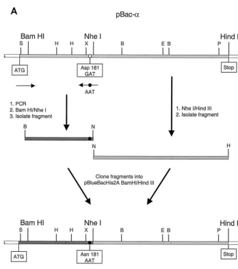 FIG. 1. Mutagenesis of baculovirus transfer vectors. The open reading frame of the gene encoding RSV RT is shaded in light gray