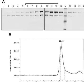 FIG. 2. Analysis of RSV RT �min) andCoomassie staining. Lane M, protein molecular mass markers