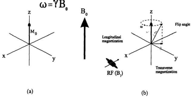 Figure 2.2 The effect of an RF pulse  on spin magnetization, (a) net magnetization  in  equilibrium lies along the static field,  (b) application of the RF filed causes a 