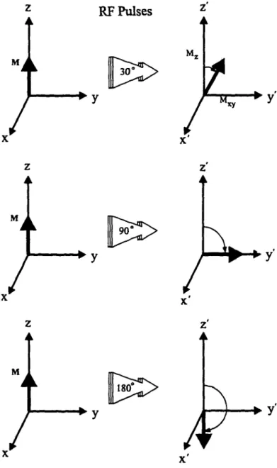 Figure 2.4 The effect of RF pulses with different flip  angles on the net magnetization  in the rotating frame