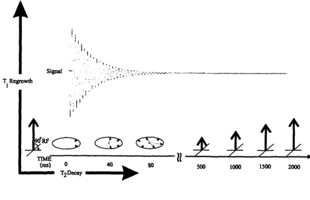 Figure 2.5 T, and Tj relaxations are simultaneous processes with Tj being  shorter than T,