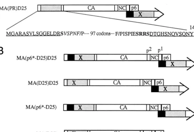 FIG. 1. Schematic presentation of the WT and mutant HIVgpt constructs. Mature WT processed Gag proteins and the p6�polcatalytic Asp residue, is defective in Gag processing