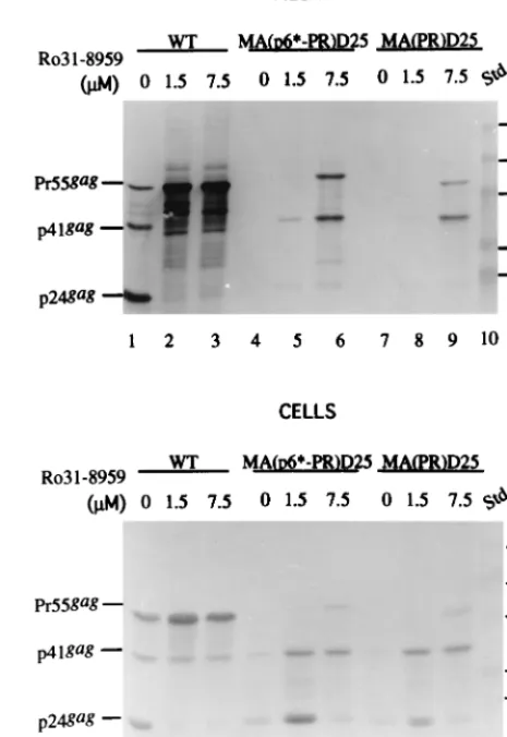 FIG. 3. Release of the chimeras into the medium in the presence of an HIVPR inhibitor