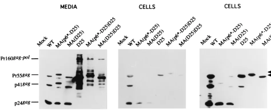 FIG. 4. Assembly and processing of chimeric particles. 293T cells were transfected with the designated plasmid