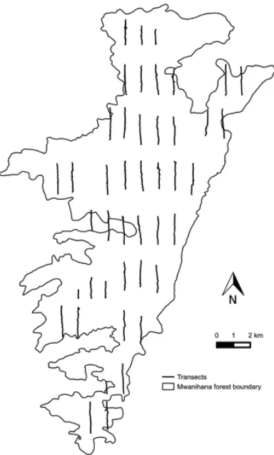 Figure 2.2. Map of Mwanihana forest (MW) with the sampling grid, as an example  of  diffused  grid  of  transects  walked  for  primate  density estimations in Udzungwa Mountains National Park of Tanzania