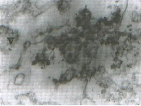 Fig. 2. Electron micrograph of infected cells at 16 h p.i.Viral core particles (Single layered) at various stages ofbudding (arrows) (magnification,  55,000).