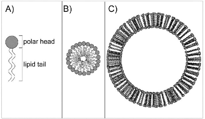 Figure 1 - 1. Schematic representation of an amphipathic lipid and the possible 