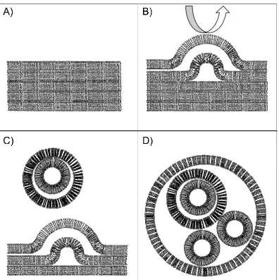 Figure 1 - 2. Freeze-Dried Empty Liposomes (FDEL). A) A thin film of lipids consisting of multiple bilayers is created by solvent evaporation
