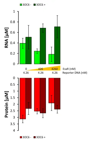 Figure 2 -  6. The purified EsaR repressor decrease transcription rates but not 