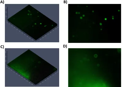 Figure 3 - 9. Gene expression in POPC vesicles prepared with Pautot’s method. Ypet fluorescent protein was expressed under the control of a T7 promoter in an S30 reaction (A and B) but no fluorescence was observed in absence of template DNA (C and D)