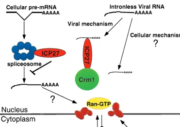 FIG. 9. Model of ICP27 functions. The model shows three pathways for mRNA export. In the ﬁrst pathway, cellular transcripts require splicing before export