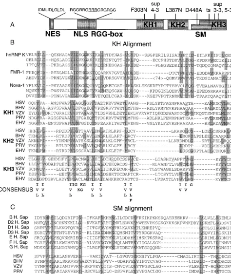 FIG. 1. Schematic diagram of known and proposed functional domains in ICP27. (A) The characterized domains include an NES, an NLS, and an RGG box-typeRNA binding motif