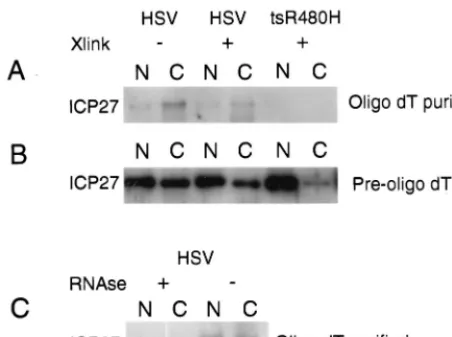 Figure 3D demonstrates that LMB blocks the cytoplasmic ac-cumulation of ICP27. This is consistent with ICP27 containinga leucine-rich NES that uses Crm1 to exit the nucleus.