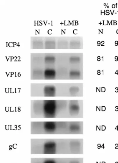 FIG. 4. Compartmentalization of HSV RNAs. Nuclear (N) and cytoplasmic(C) poly(A) RNA was puriﬁed from cells infected with HSV in either the